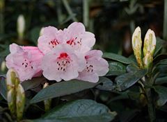 R.wiltonii